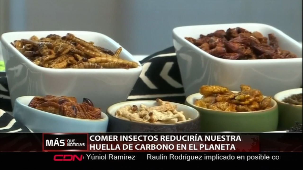 Comer Insectos Es El Futuro De La Humanidad