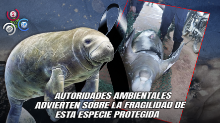 Hallan Manatí Muerto En La Costa De Sabana De La Mar; Investigan Posible Impacto De Embarcación