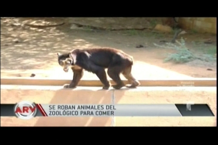 Venezuela: Hambre Provoca Que Desaprensivos Roben Animales Del Zoológico Para Comérselos