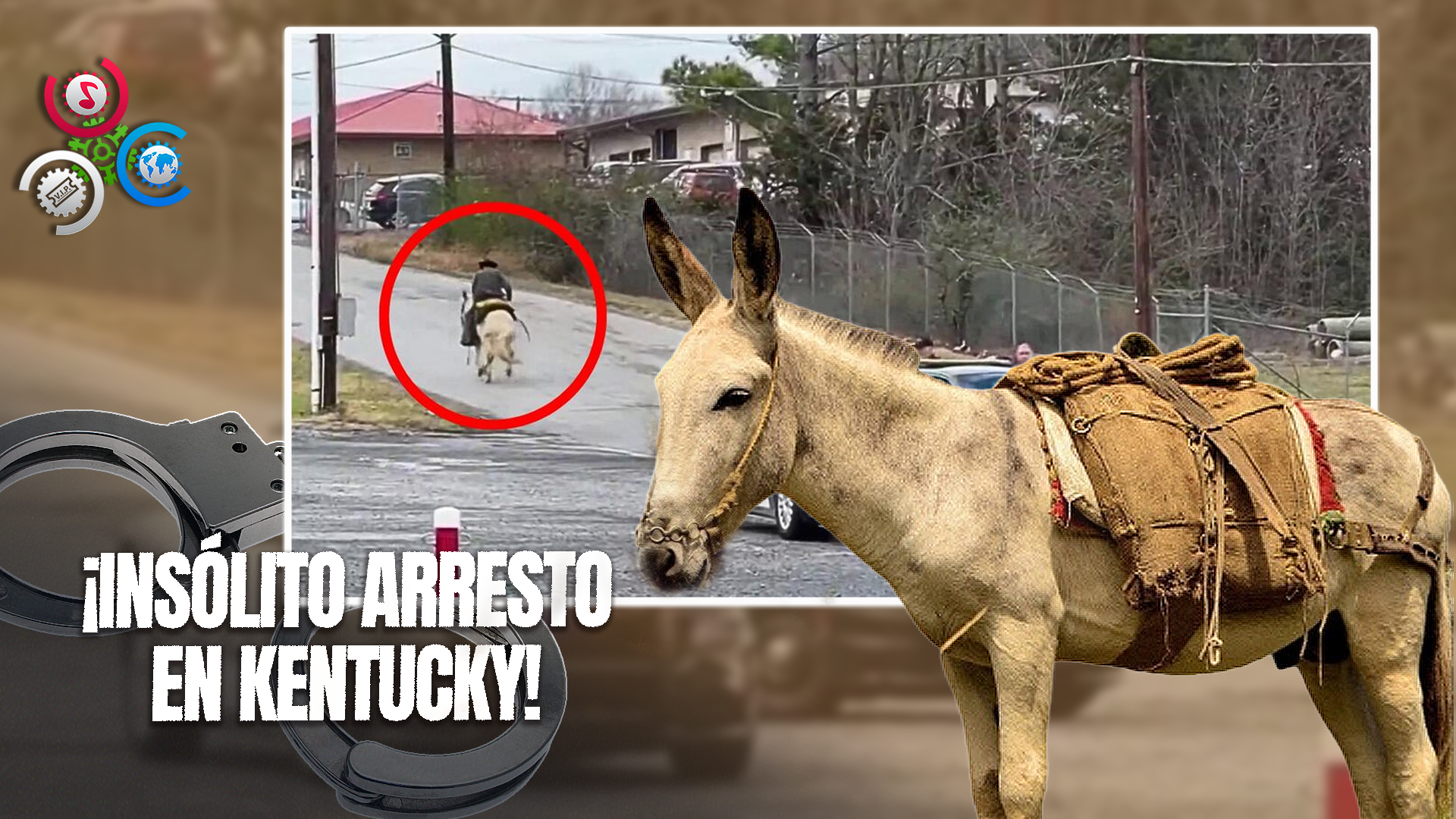 Hombre Intenta Escapar En Una Mula, Pero Es Arrestado En Kentucky