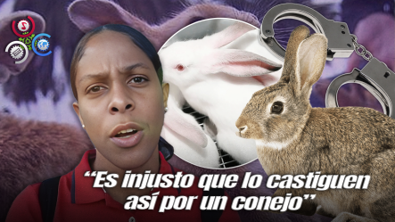 Hombre Recibe Tres Meses De Prisión Preventiva Por Presunto Robo De Un Conejo En Moca