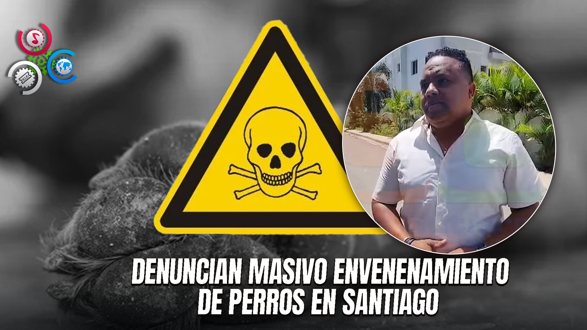 Indignación En Santiago Por Envenenamiento Masivo De Perros; Suman 25 En Cinco Meses