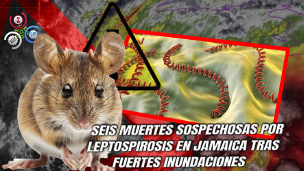Jamaica Declara Emergencia Sanitaria Por Brote De Leptospirosis Tras El Paso Del Huracán Melissa