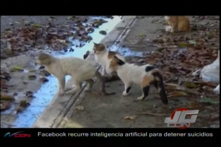 Epidemia De Gatos Afecta Comunidad De Santiago