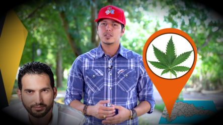 ¿Seria Rentable La Legalización De La Marihuana En República Dominicana?  -CachiBusiness