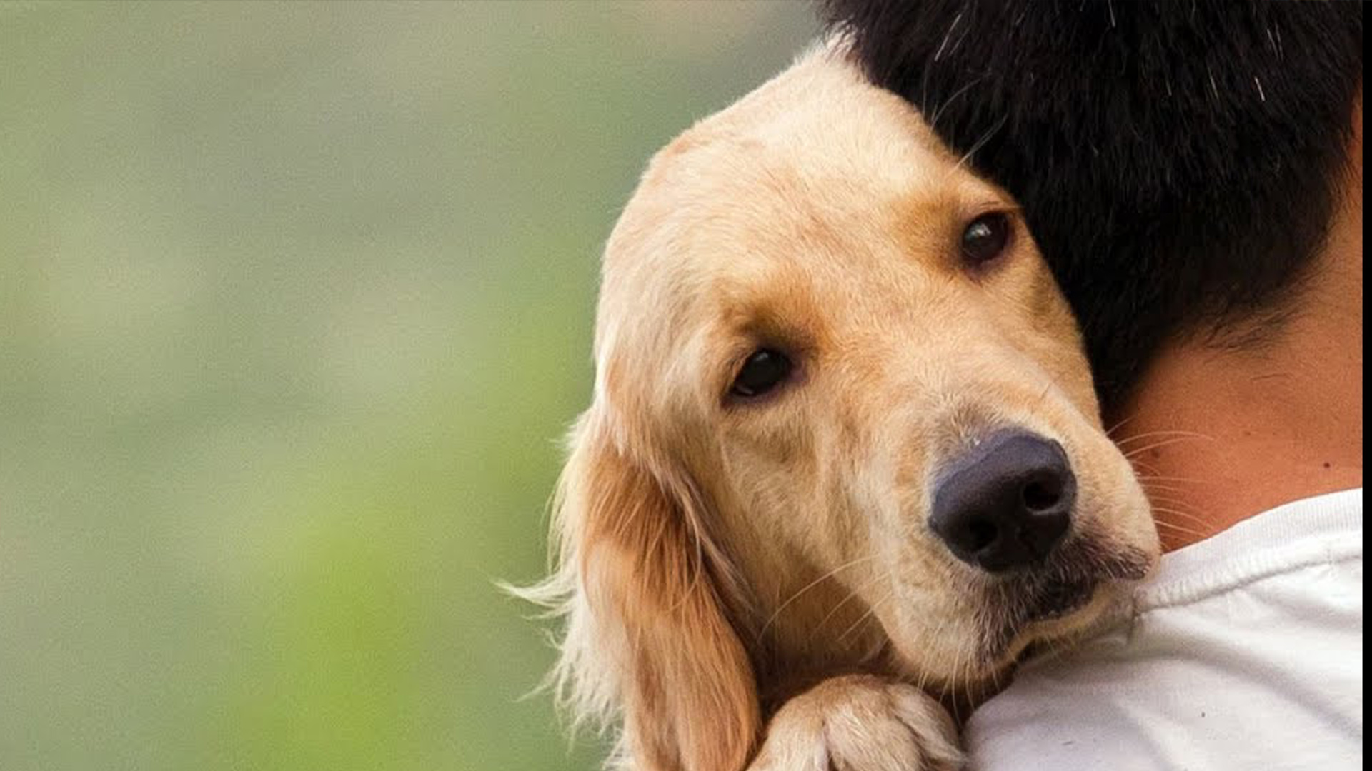 La Importancia De La Enseñanza A Los Niños Del Cuidado Animal