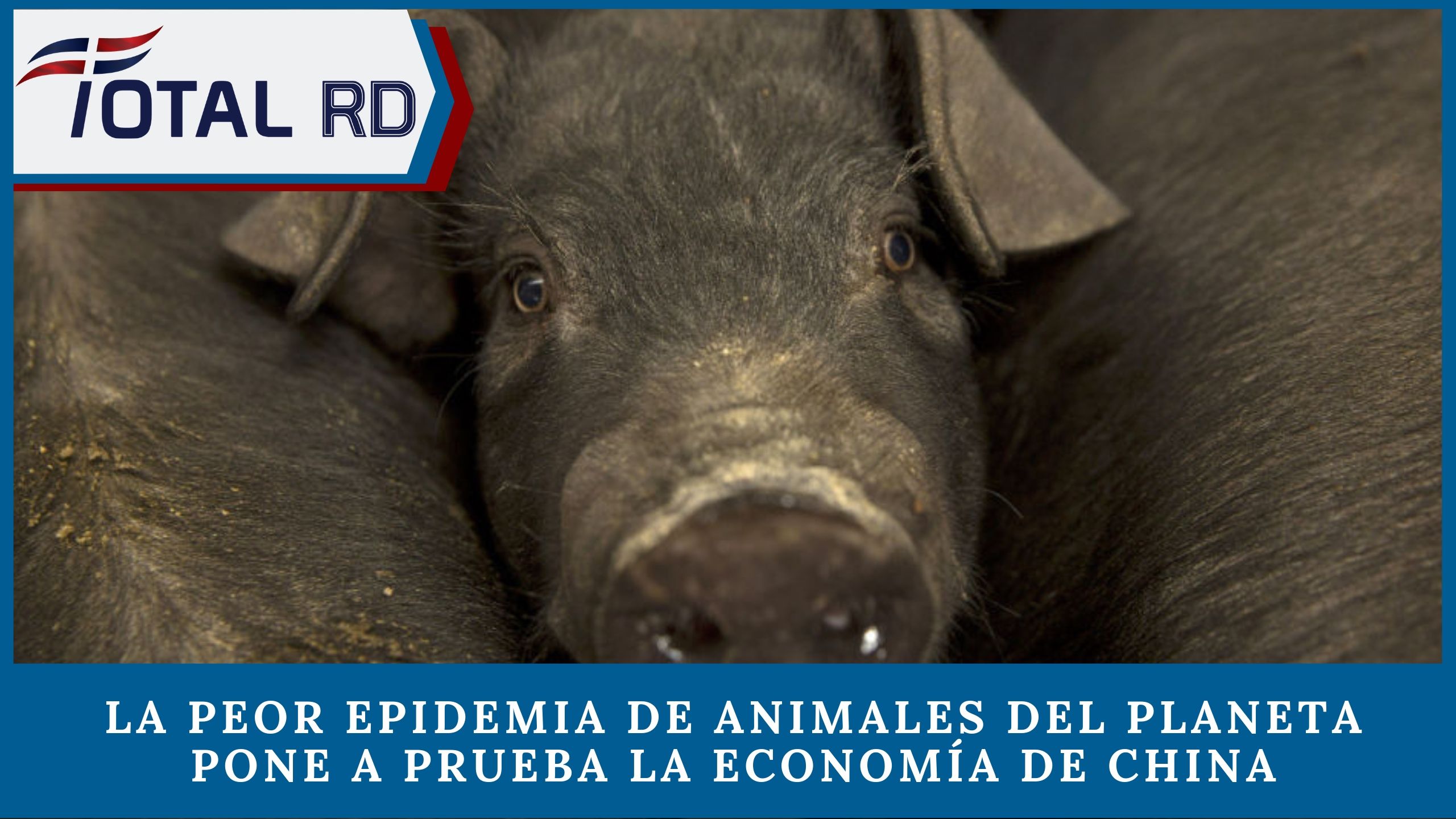 La Peor Epidemia De Animales Del Planeta Pone A Prueba La Economía De China
