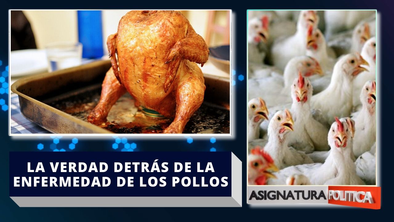 Se Rumora Que El Lio De Los Pollos Es Una Campaña De Descrédito De La Competencia  | Asignatura 2020