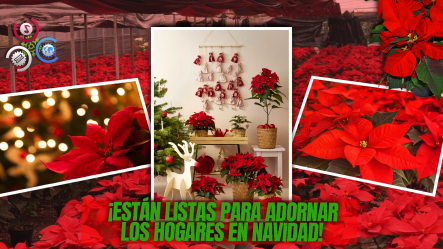 Las Flores De Nochebuena Las Cultivan Hablando Con Ellas Y Poniéndoles Algo De Música