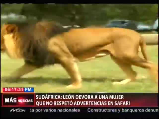 León Devora A Una Mujer Que No Respetó Las Advertencias En Un Safari #Video