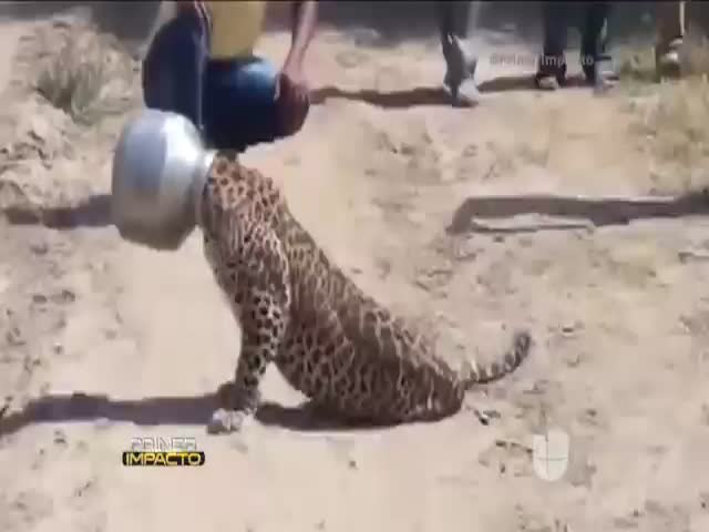 Leopardo Atora Su Cabeza En Una Olla #Video
