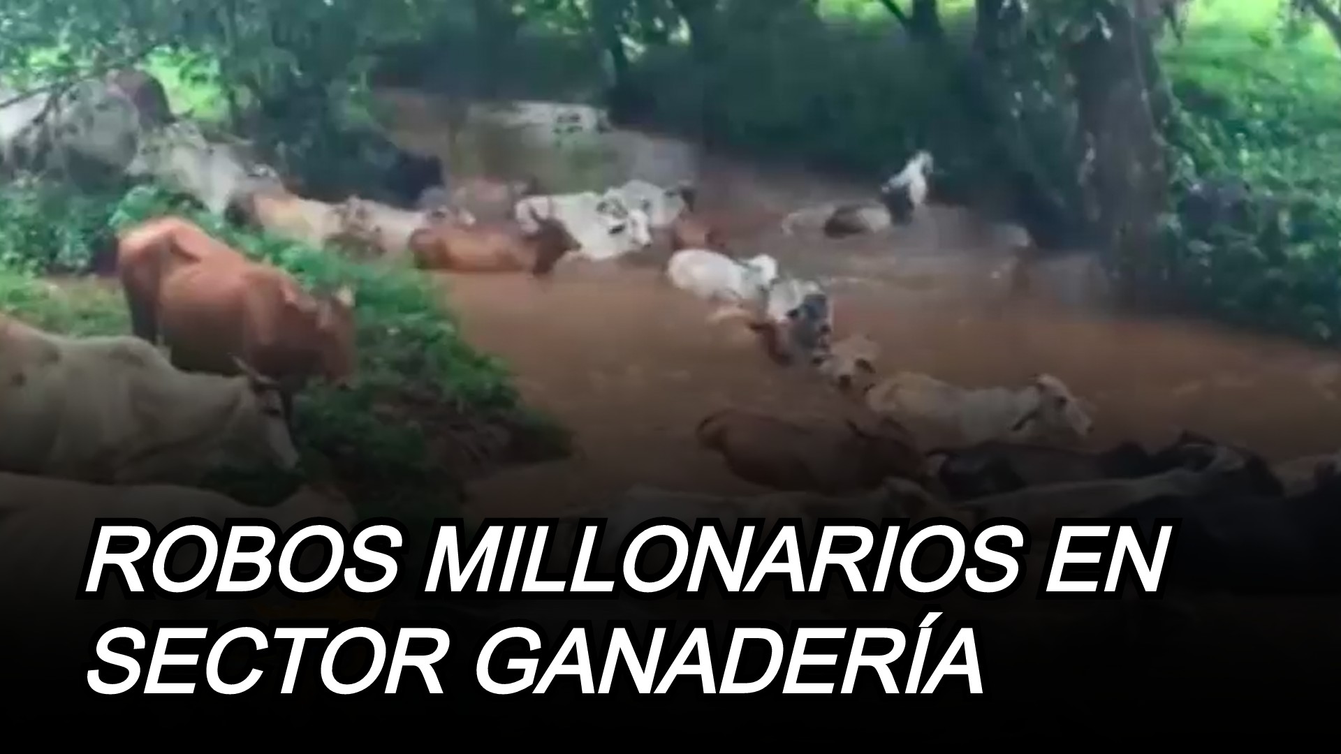 Lorenny Solano Habla Sobre Los Robos Millonarios Con La Ganadería