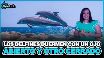 Los Delfines Duermen Con Un Ojo Abierto Y Otro Cerrado – 6to Sentido By Cachicha