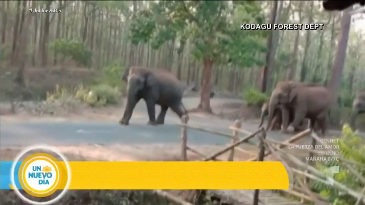 Debido A La Cuarentena Varios Elefantes Se Apoderan De Las Calles