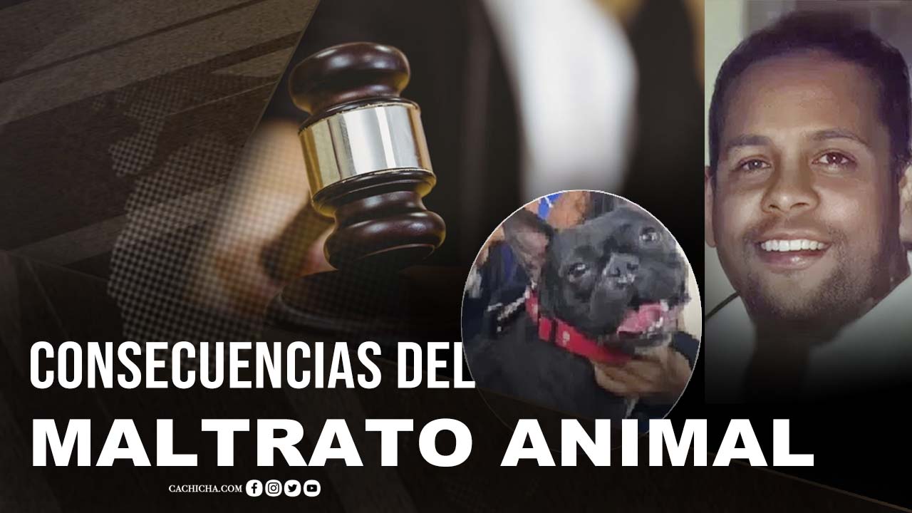 Las Consecuencias Por Maltrato Animal, Según La Ley
