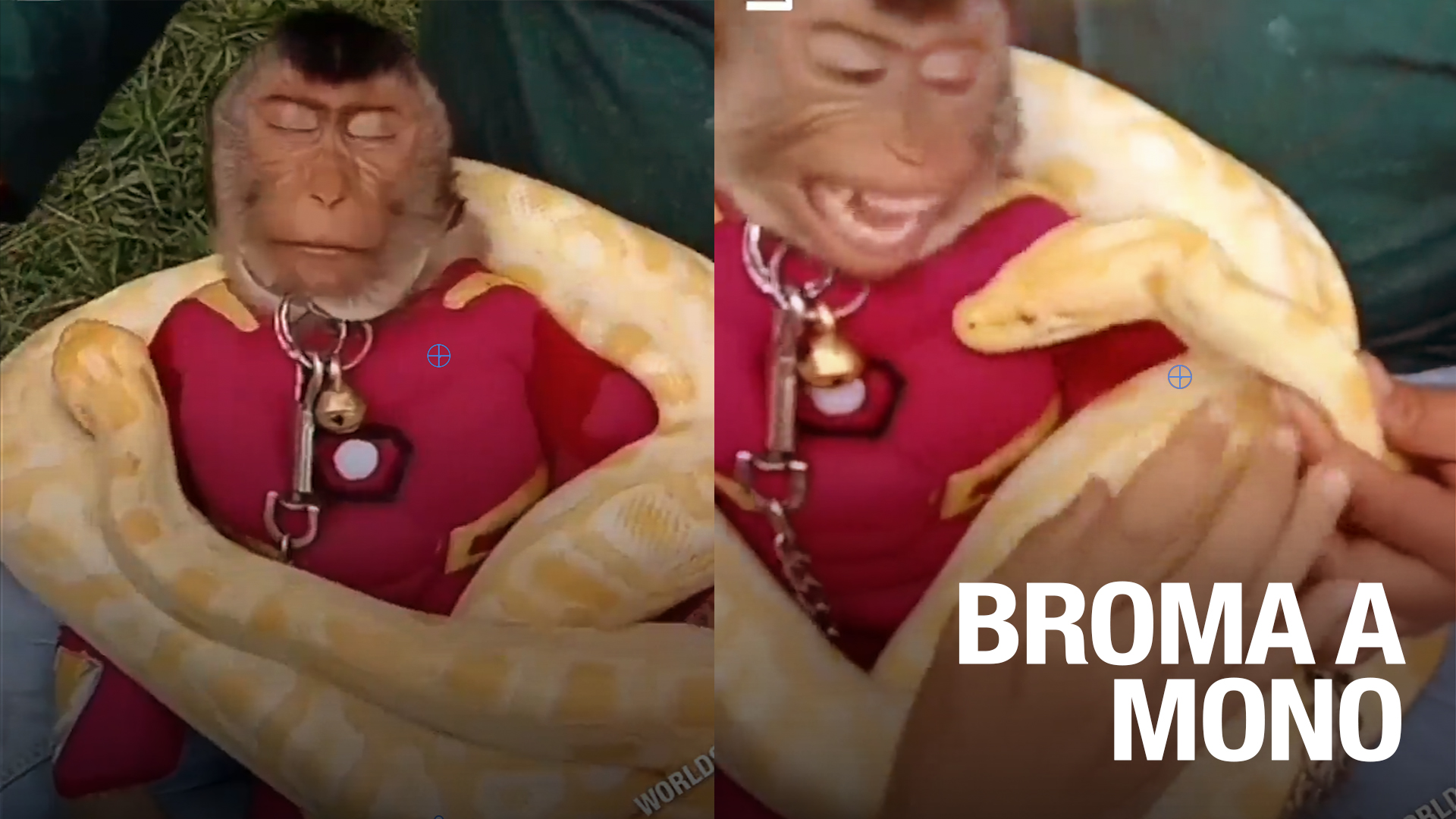 Le Hacen Broma A Mono Con Mucho Estilo (SALE MAL)