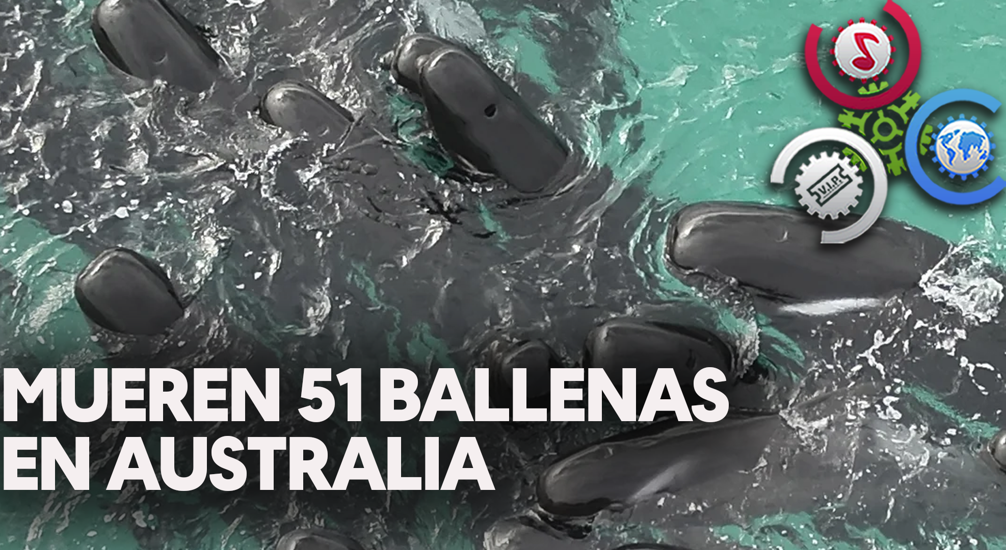 Mueren 51 Ballenas Piloto Tras Quedarse Varadas En Una Playa De Australia