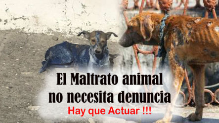 El Maltrato Animal No Necesita Denuncia, Solo Hay Que Actuar!!!