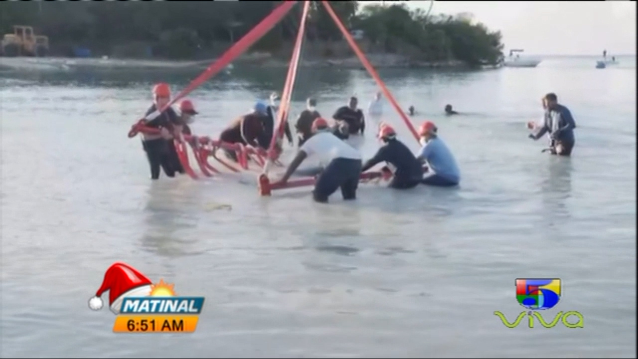 Liberan Dos Manatíes En Playa Dominicana