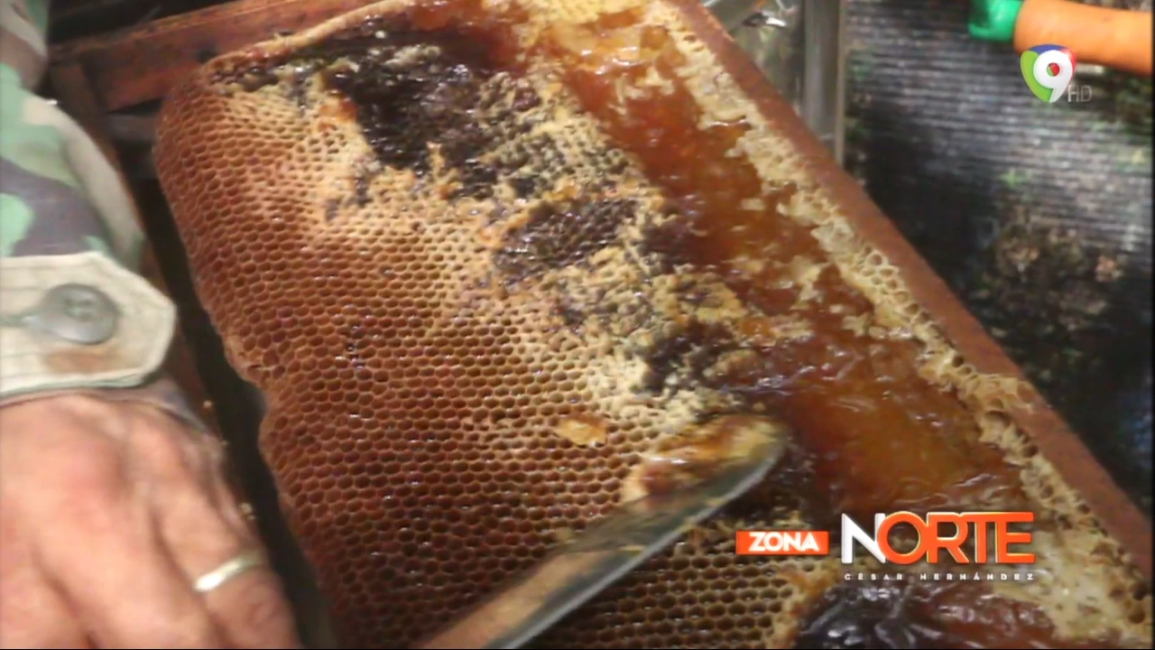 Zona Norte Se Dirige Al Pico Diego De Ocampo Para Hablar Sobre La Producción De Miel De Abeja