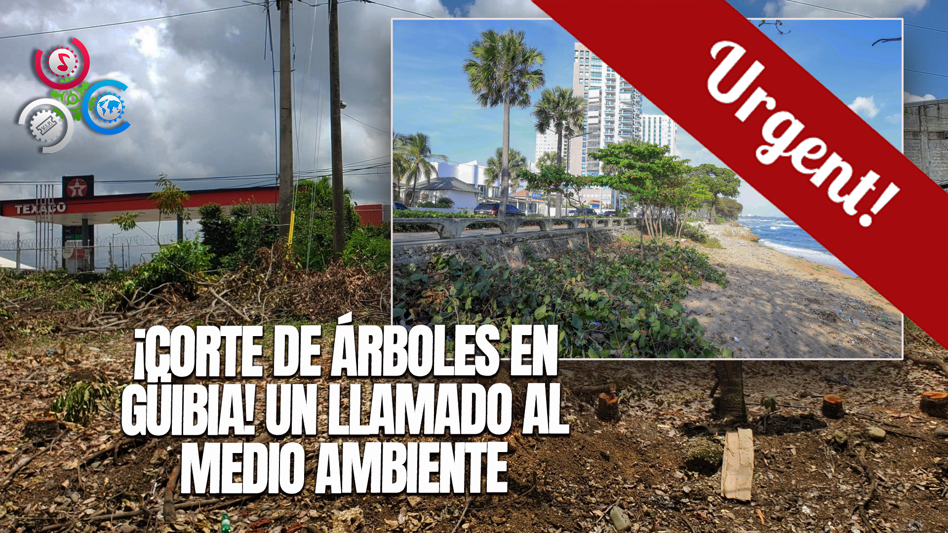 Medio Ambiente Investiga Corte De árboles En Playa De Güibia