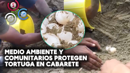 Medio Ambiente Y Comunitarios Protegen Tortuga Que Anida Con éxito En Cabarete
