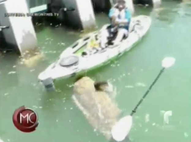 Pescador Atrapa Mero De 500 Libras #Video