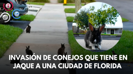 Invasión De Conejos Que Tiene En Jaque A Una Ciudad De Florida