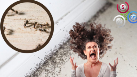 ¿Tienes Hormigas En La Casa? Este Remedio Natural Nunca Más Volverás A Verlas