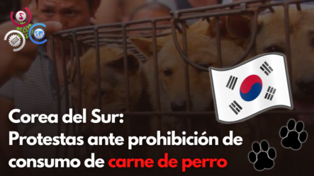 Corea Del Sur: Protestas Ante Prohibición De Consumo De Carne De Perro | Al Rojo Vivo