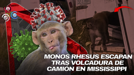 Monos Contagiados De COVID-19 Escapan De Carretera En Mississippi; Uno Sigue Suelto