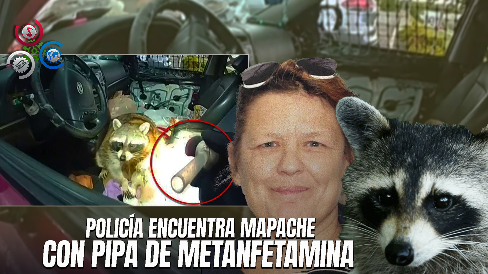 Mujer Arrestada En Ohio Por Drogas Llevaba Un Mapache Con Una Pipa De Metanfetamina En La Boca