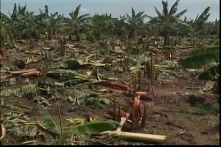 Paso De Huracán Irma En: Pérdida De Plantaciones De Banano Y Arroz Podría Ser De Más De Mil Millones De Pesos