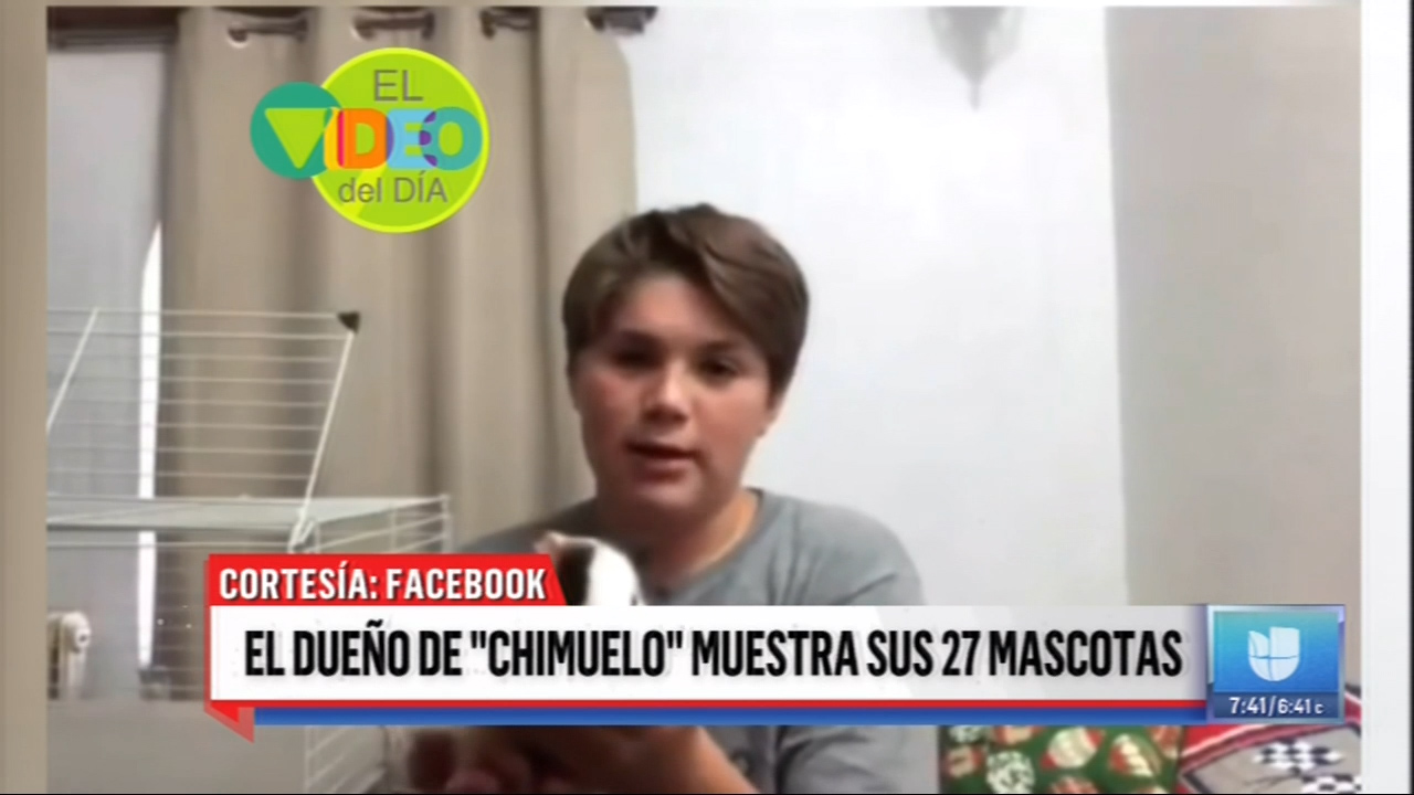 Estas Son Las Otras 27 Mascotas De El Dueño De CHIMUELO