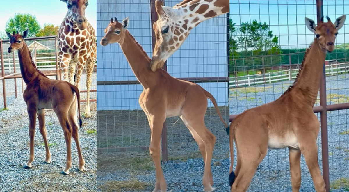 Nace La Primera JIRAFA SIN MANCHAS En Zoológico De Estados Unidos