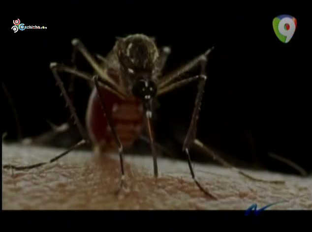 Reportaje De Nuria: ¿De Dónde Viene El Virus Del Chikungunya?