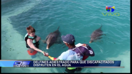Delfines Adiestrados Para Que Discapacitados Disfruten En El Agua