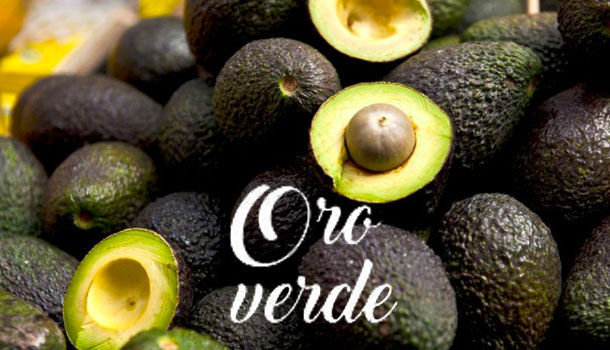 El Llamado Oro Verde Genera Violencia Y Muerte En México