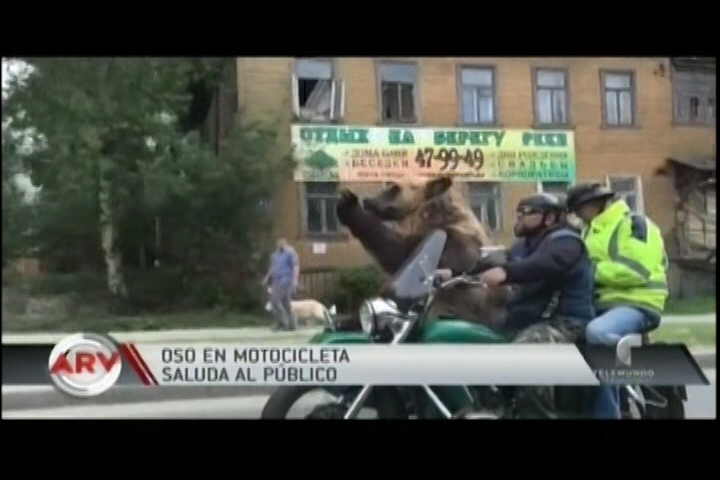 Oso Se Pasea En Motocicleta Por Las Calles De Rusia