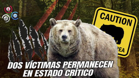 Oso Ataca A Grupo Escolar En Columbia Británica Y Deja Once Heridos, Incluidos Varios Niños