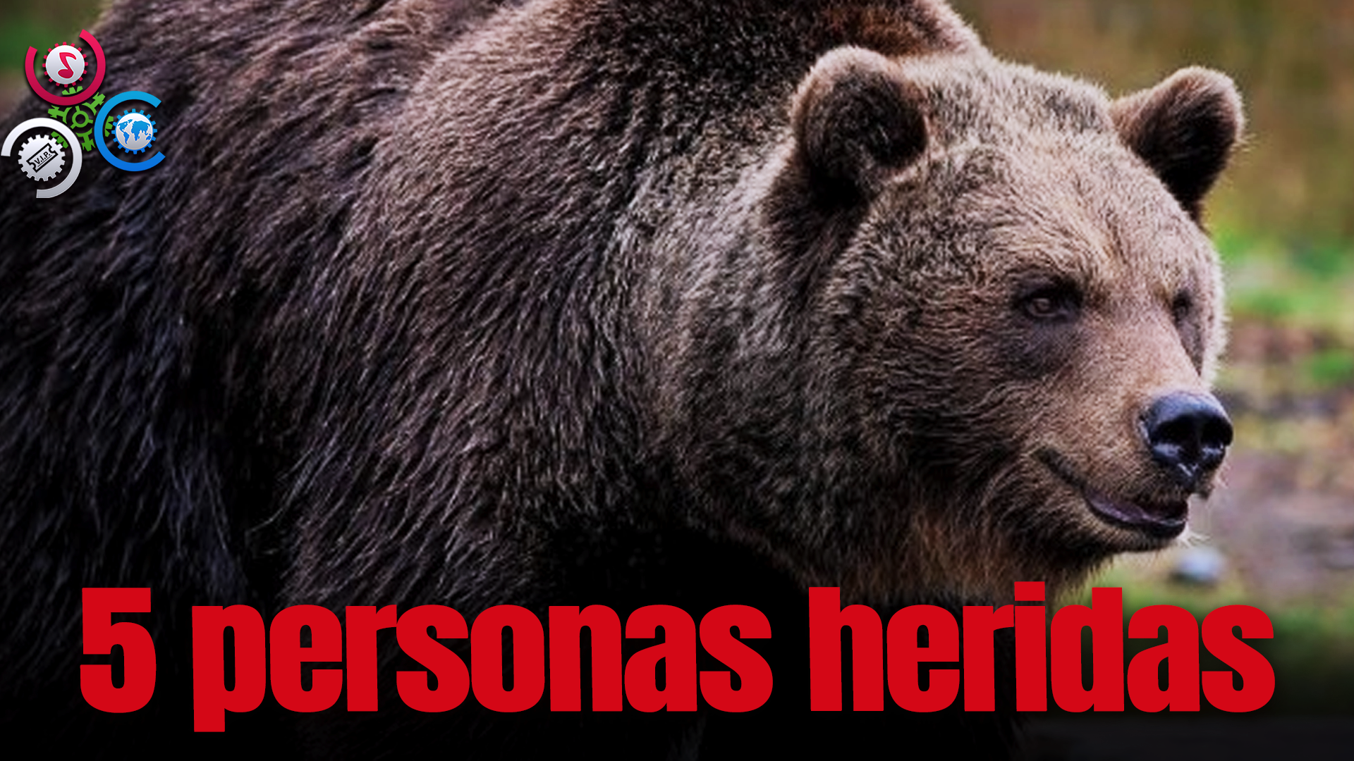 Oso En Eslovaquia Deja Al Menos 5 Personas Heridas