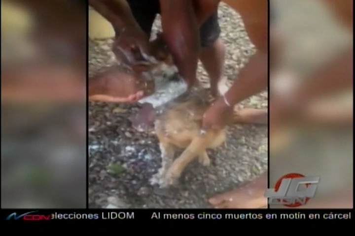 (IMÁGENES SENSIBLES) En La Isabela Comunidad Denuncia Envenenamiento Masivo De Perros Y Gatos