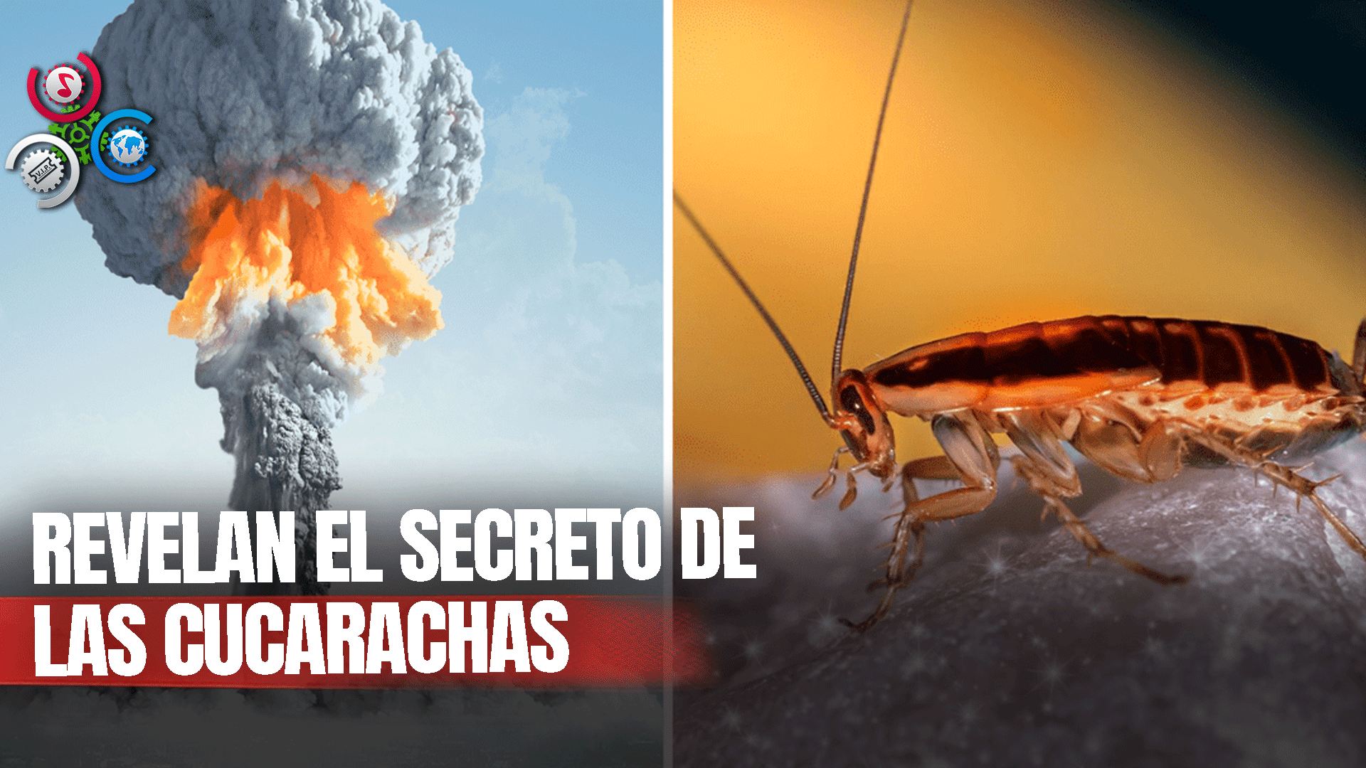 Estudio Revela Cómo Las Cucarachas Se Convirtieron En Supervivientes Expertos