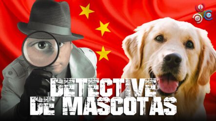 Detective De Mascotas, Una Profesión Al Alza En China