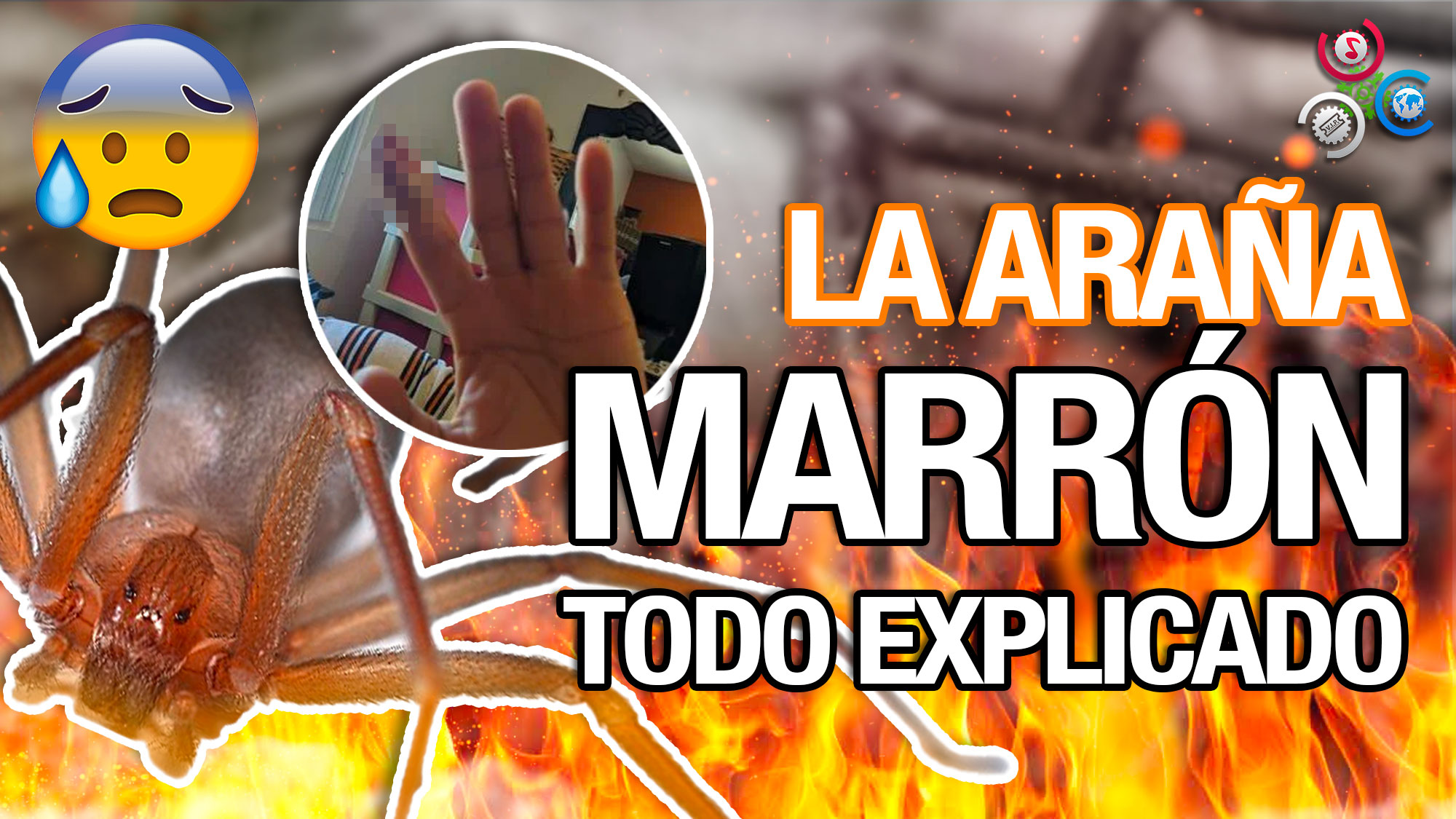 Si Te Encuentras Con Una De Estas Arañas NO Hagas ESTO | Araña Marrón