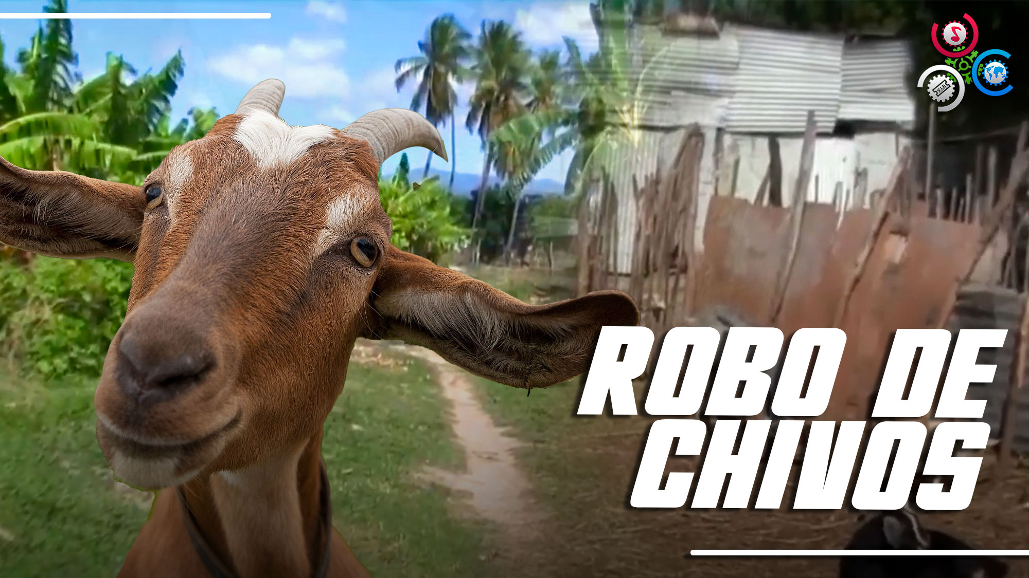 Denuncian Bandas Azotan Con Robo De Chivos En Varias Localidades De Azua