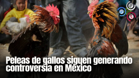 PELEAS DE GALLOS Siguen Generando Controversia En México