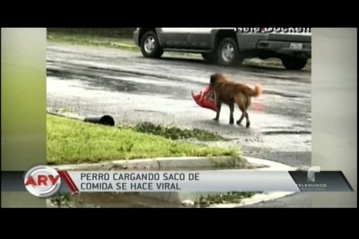 Se Hace Viral Foto De Perro Cargando Saco De Comida En La Boca