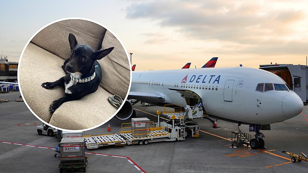 Delta Ofrece $1800 Dólares A Pasajera Por Perrita Extraviada En Aeropuerto