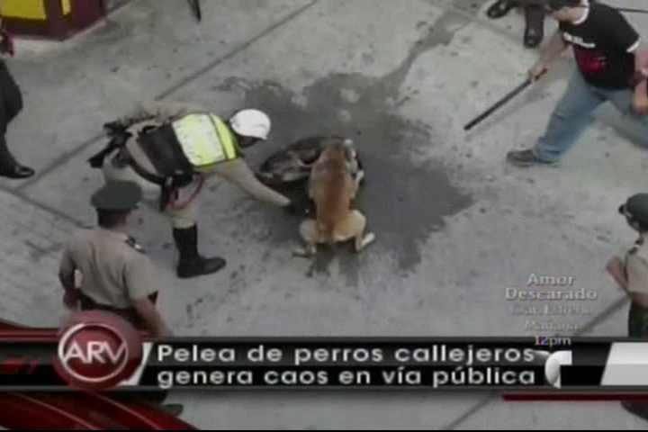 Brutal Pelea De Perros Detiene El Tráfico En Calles De Perú